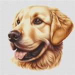 (image for) Golden Retriever 3